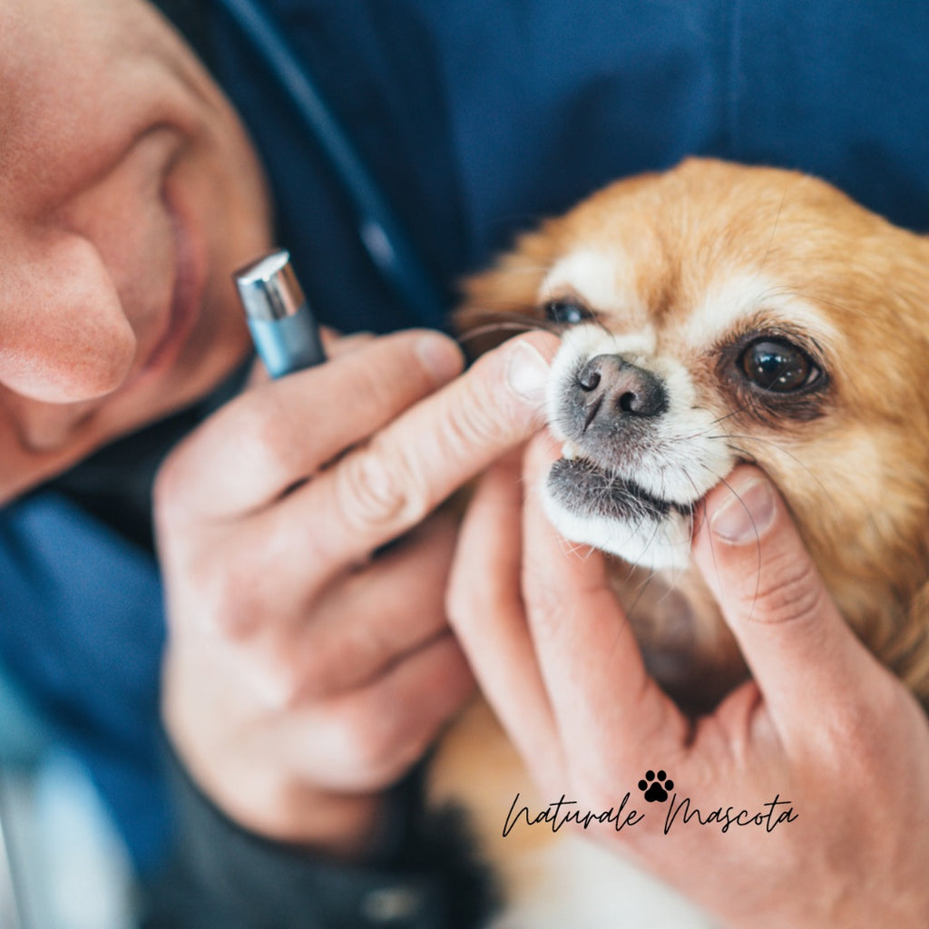 ¿Cómo mantener sanos los dientes de tu perro?